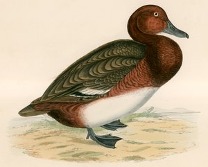 Canard ferrugineux